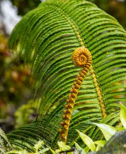 Fern Fiddlehead