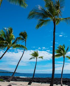 Hawaiian  Coast 2