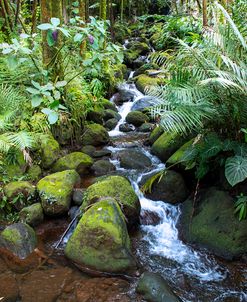 Tropical Forest