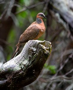 Spotted Dove