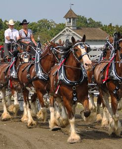 Clydesdale 6 horse hitch