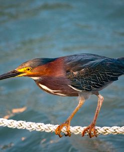 Green Heron