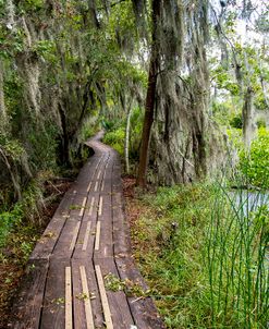 Louisiana bayou 1