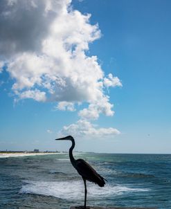 Heron silhouette