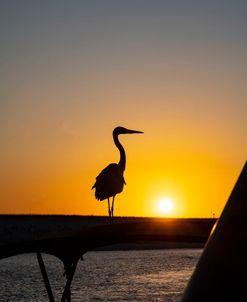 Heron sunset Destin