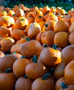 Pumpkins 1