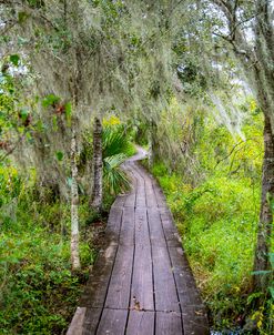 Louisiana bayou 2