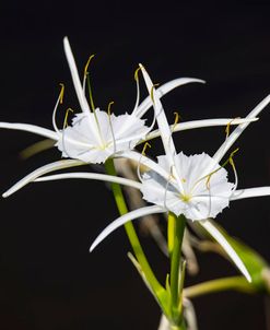 Traub’s Spider Lily
