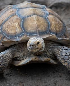 Aldabra Tortoise