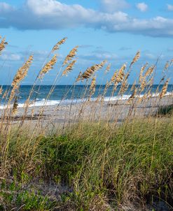 Beach grass