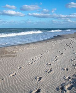 Beach tracks