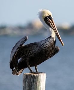 Brown Pelican 11-18 1