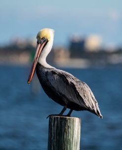 Brown Pelican 11-18 2