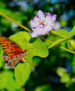 Butterfly – passion flower