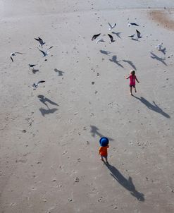 Chasing the Gulls 1