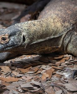 Komodo dragon