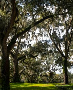 Live Oak Trees