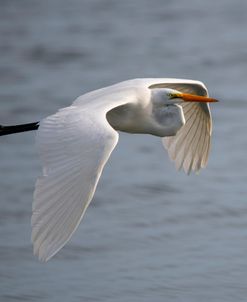 Egret AF 2