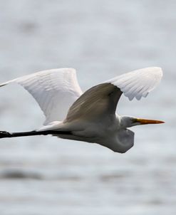 Egret AF 3