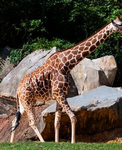 Giraffe NCZ 9-18