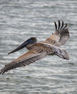 Pelican 12-18 2