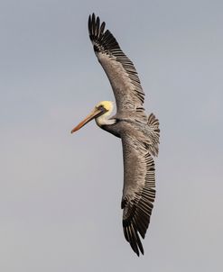 Pelican 12-18