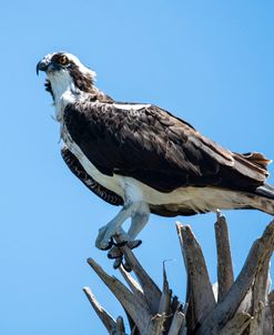 Osprey