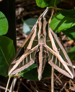 Sphinx moth