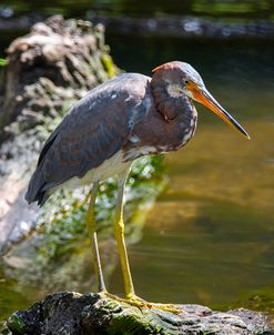 Tricolored heron