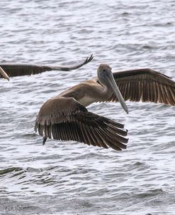 Pelican Pair