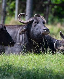 Water Buffalo