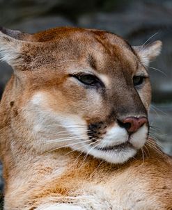 Mountain Lion Cfz