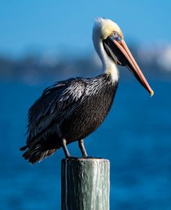 Pelican 12-30-18 1