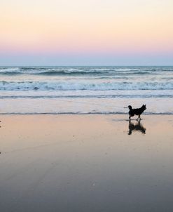 Dog Walker Beach 2