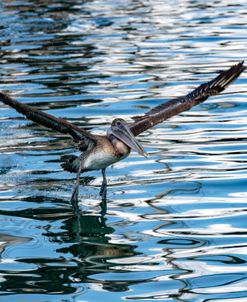 Pelican Take Off