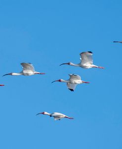 Spoonbill and Ibis