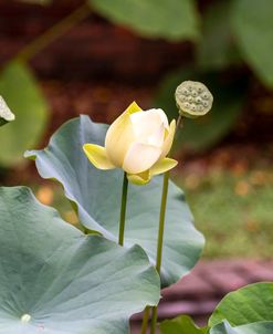 Lotus Flower 1