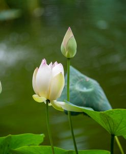 Lotus Flower 2