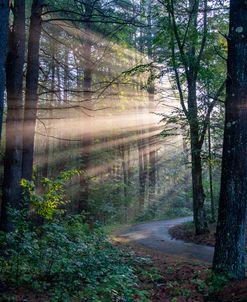 Lightbeams in the forest 1