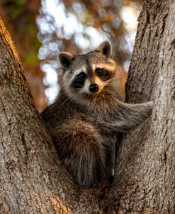 Raccoon 2