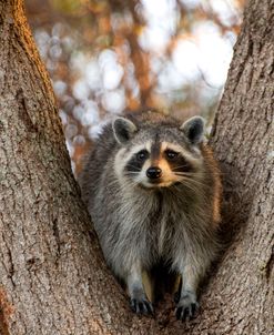 Raccoon 4