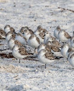 Sandpiper Panorama