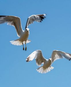 Two Gulls