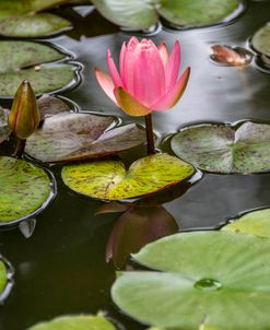 Water Lily