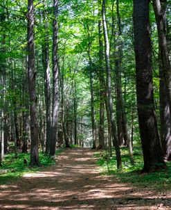 Walk in the Forest 2