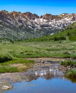 Alpine Meadow – Lamoille Canyon