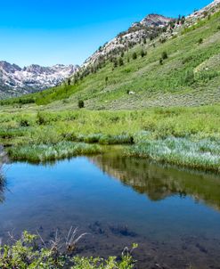 Alpine Meadow Reflection – Lamoille Canyon