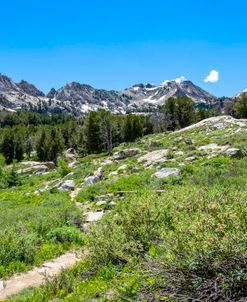 Alpine Meadow – Lamoille Canyon 1