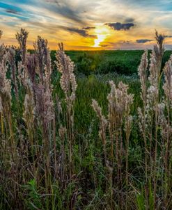 Bushy Bluestem Grass At Sunset
