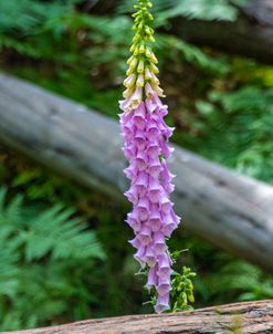 Fox Glove 2